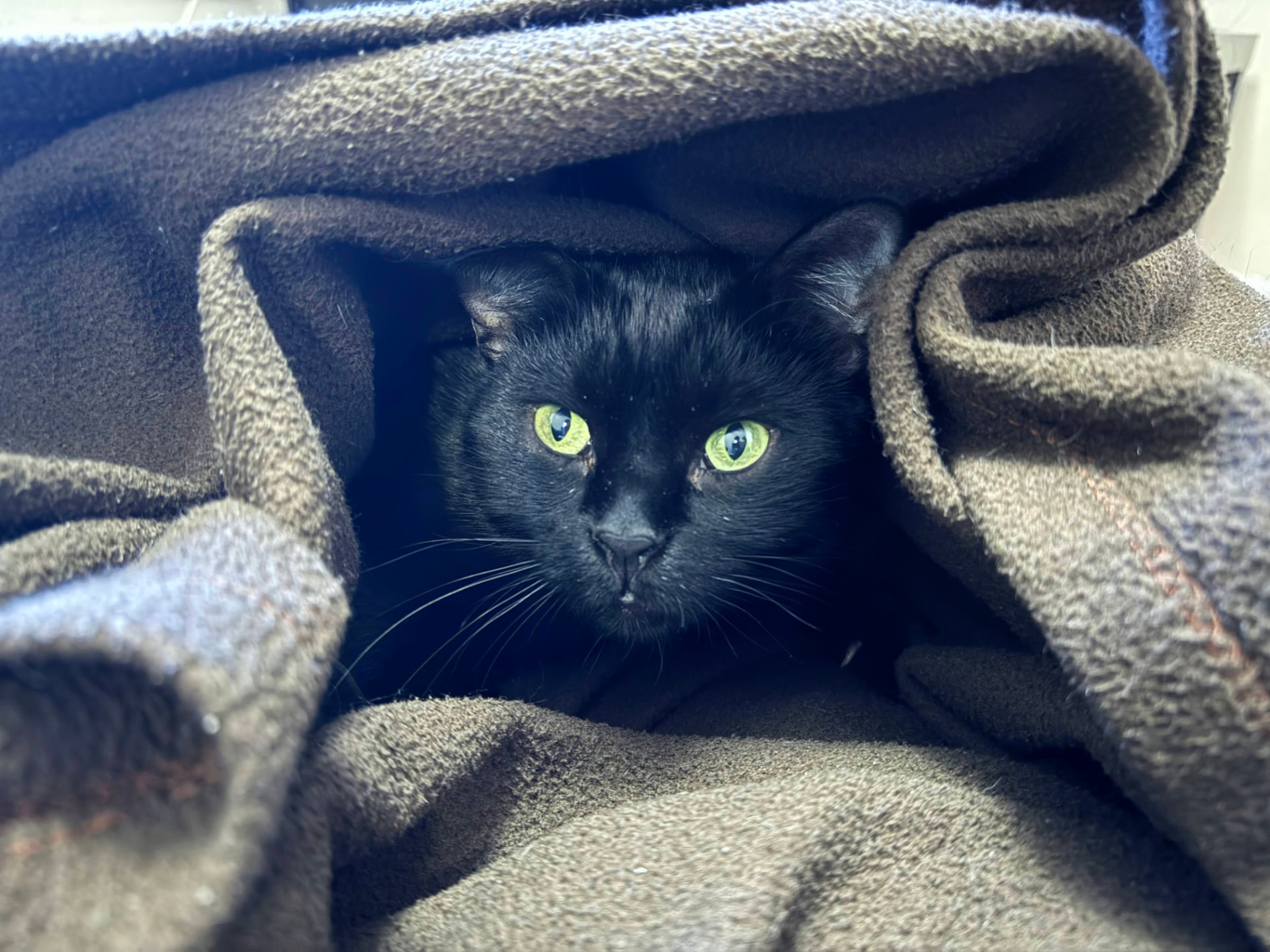 Nero peeking out from under dark layered blankets