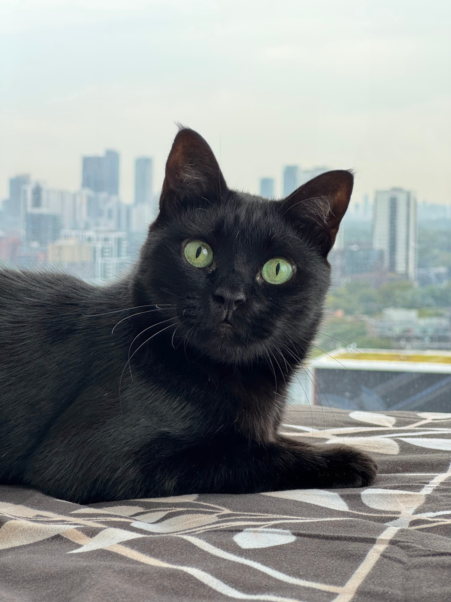 Nero lying down with a hazy city skyline behind him