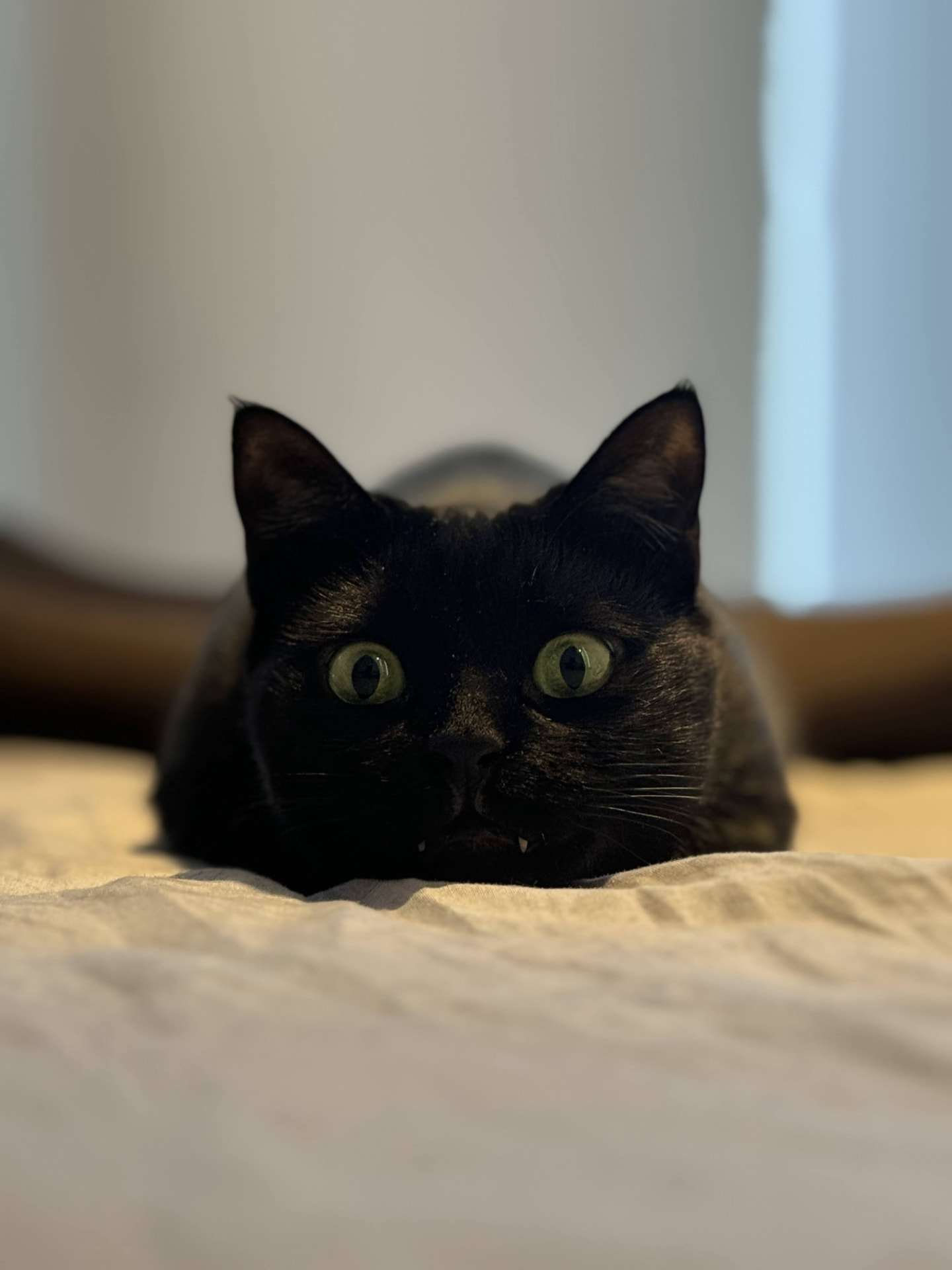 Nero loafed on a bed, only ears and eyes visible