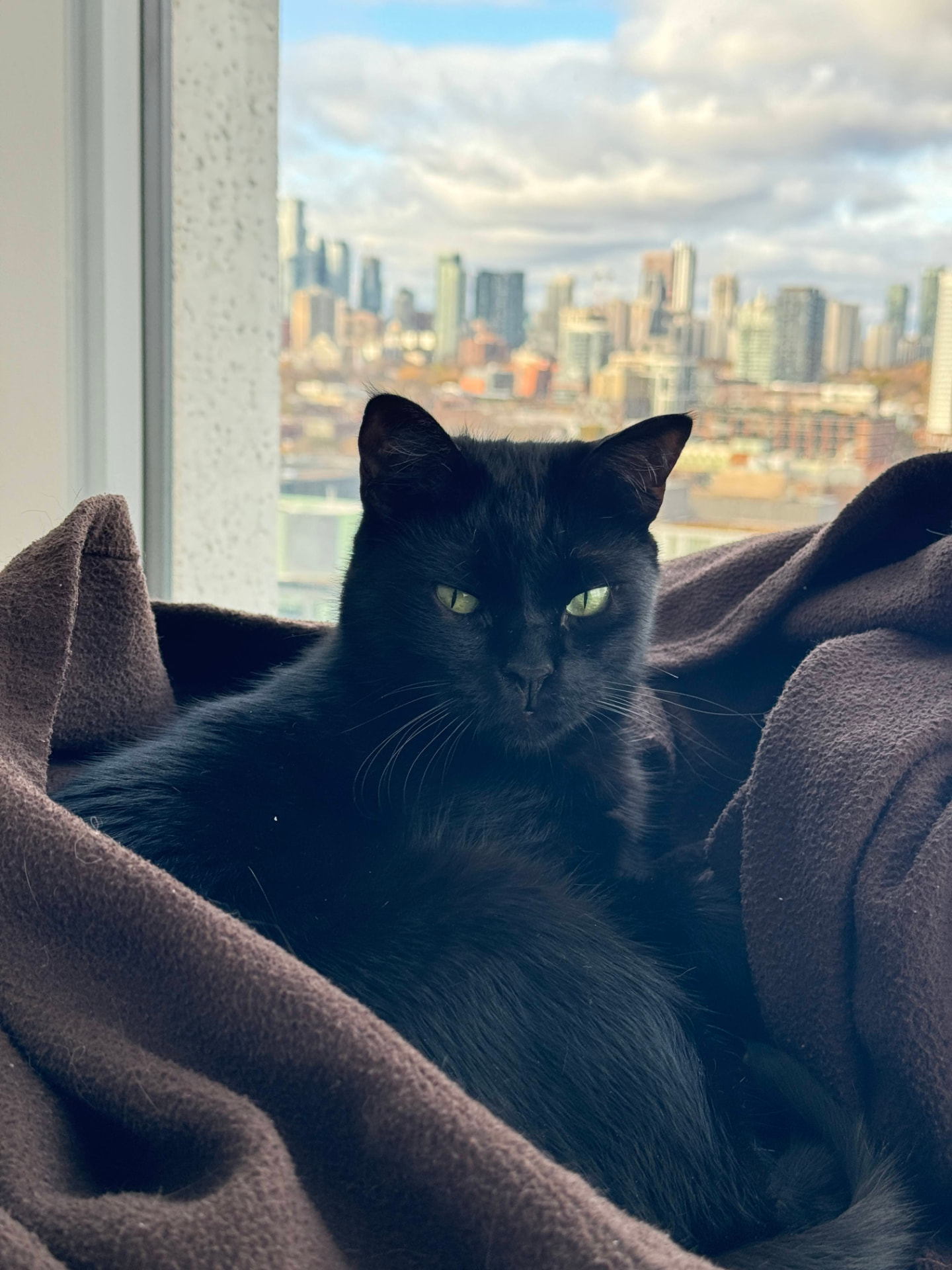 Nero resting in a blanket by a window over the city