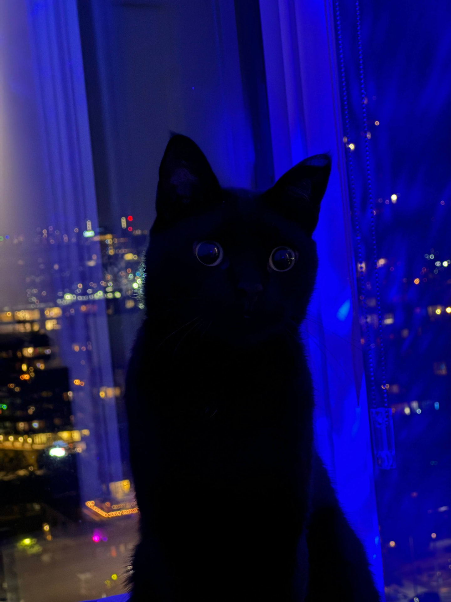 Nero silhouetted against a blue night city window