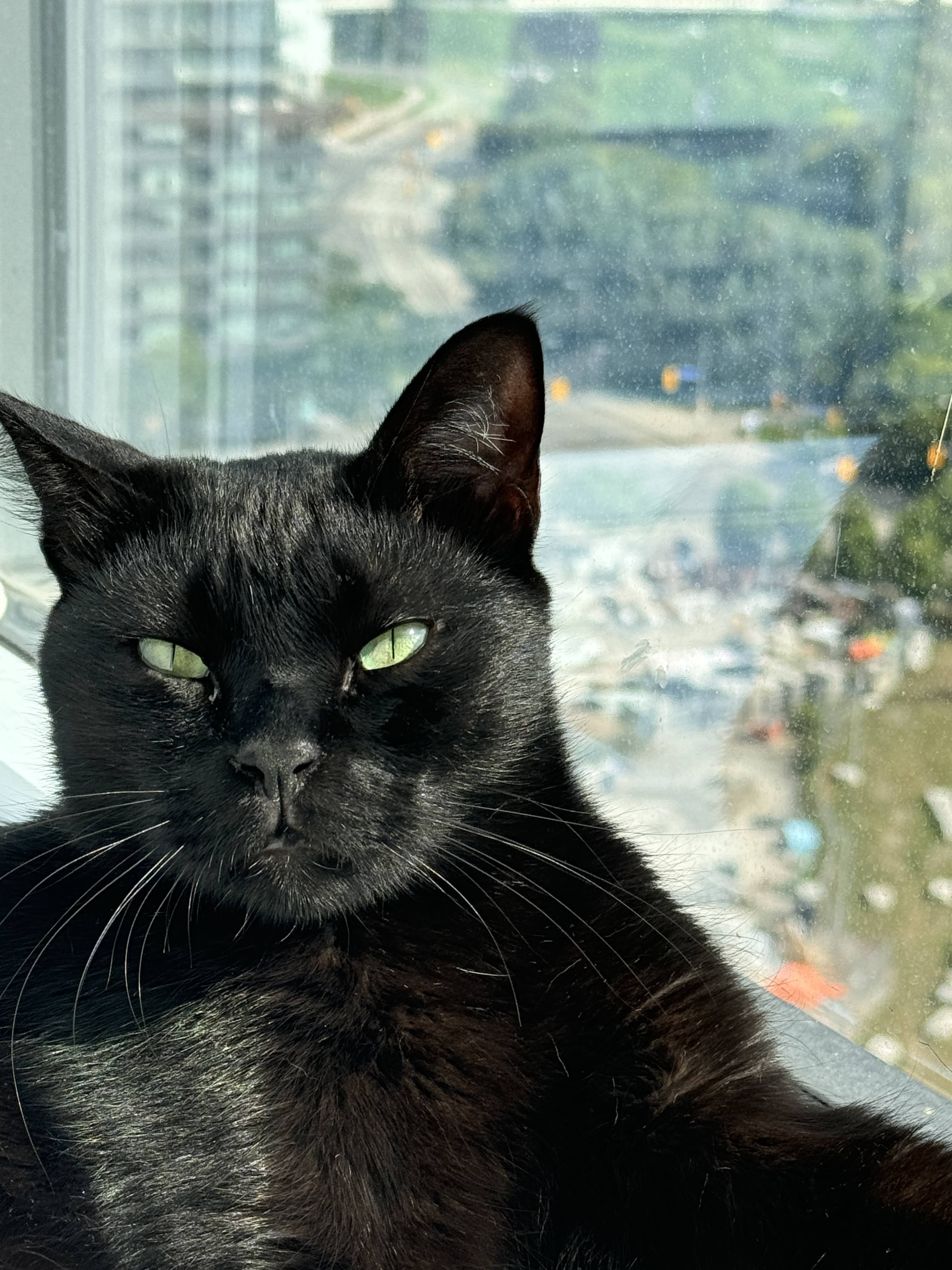 Nero squinting unimpressed beside a bright daytime window