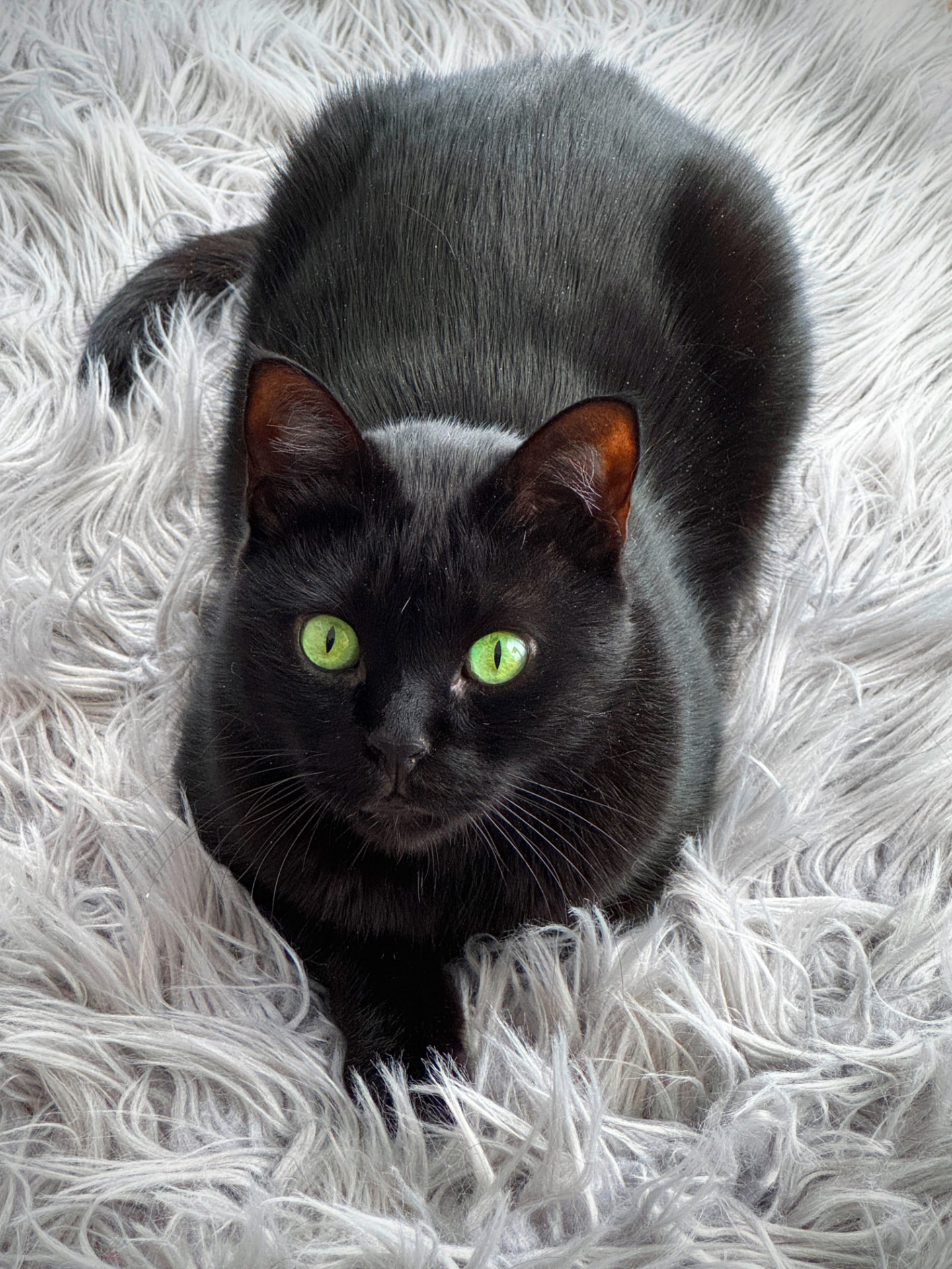 Nero crouched on a white fur rug, green eyes locked on the camera