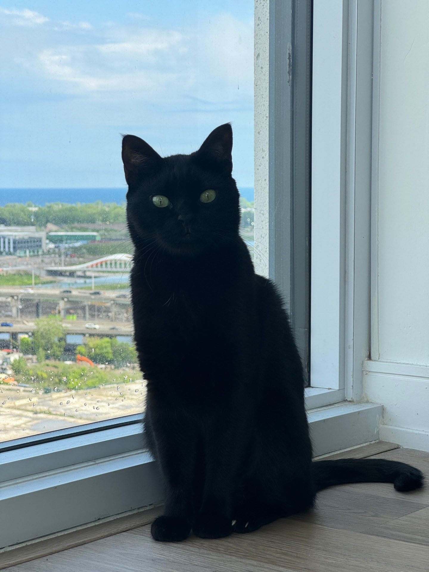 Nero sitting upright by a window above the lake