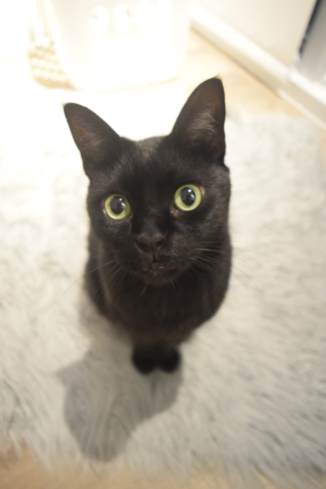 Nero looking straight up into the camera with wide green eyes