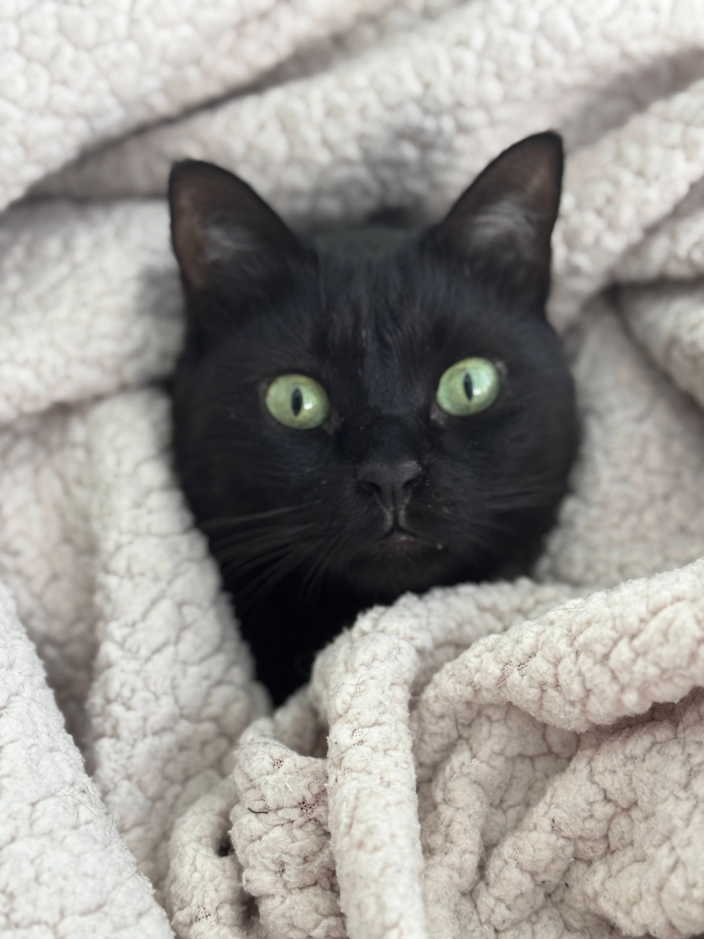 Nero wrapped in a cream sherpa blanket